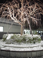 京都市内で積雪10cm（京都新聞）やって。